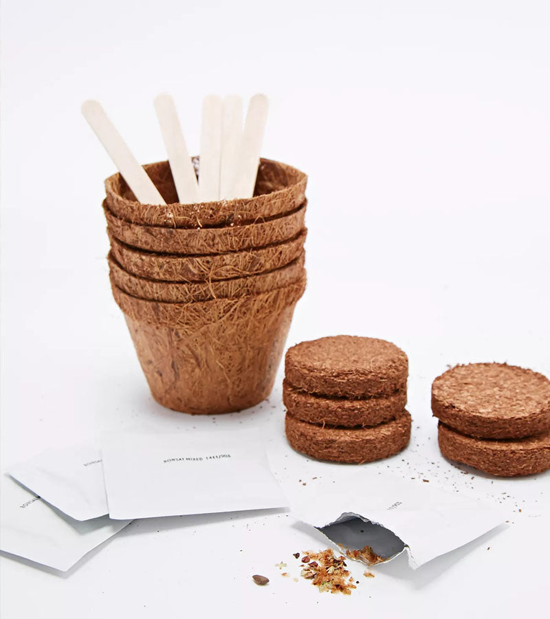 Kit per piantare bonsai