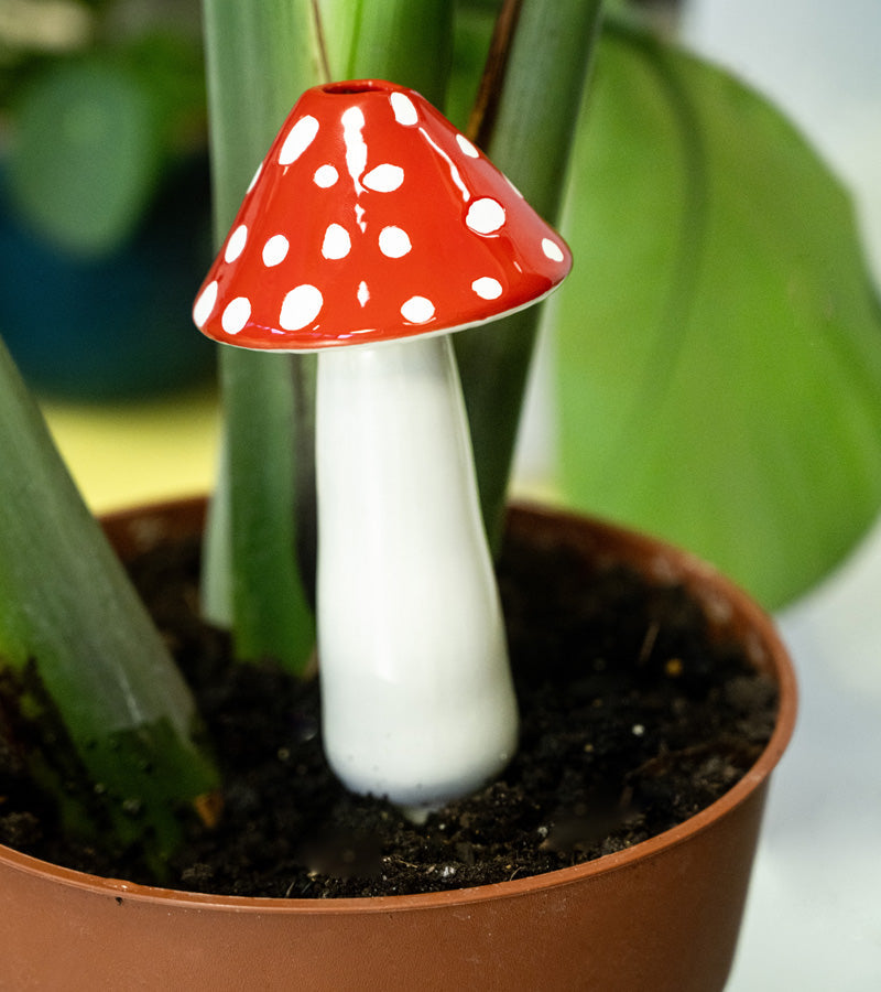 Irrigateur en terre cuite champignon DOIY