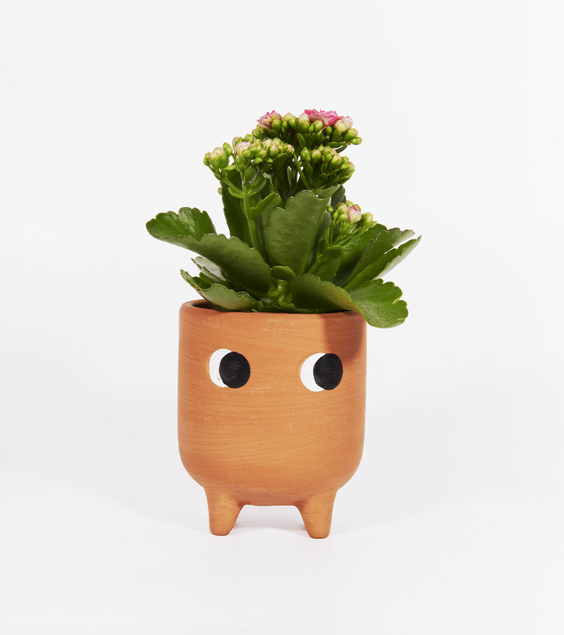 Piccolo vaso di fiori in terracotta