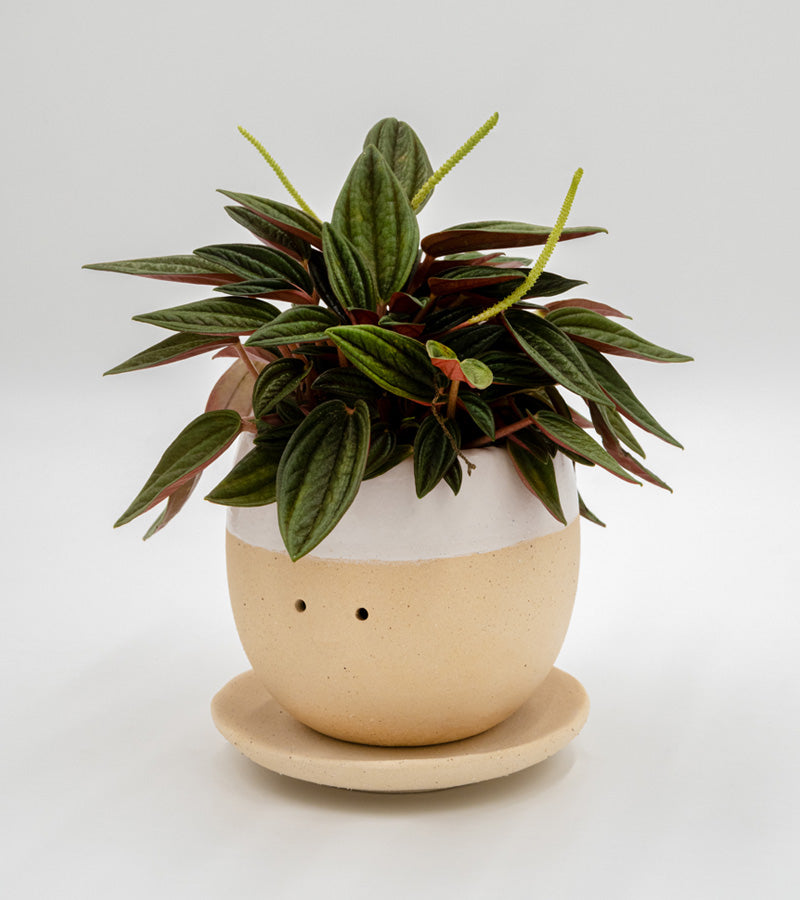 Pot à plante qui pleure (de joie)