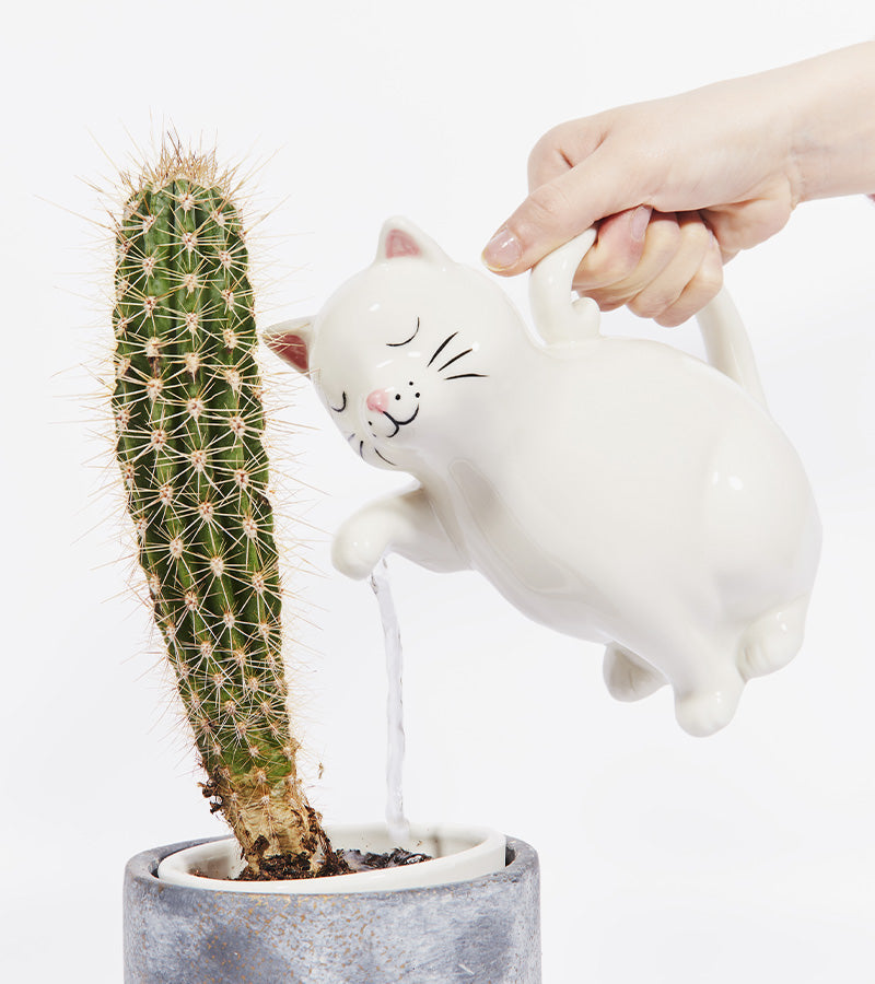 Gatto annaffiatoio