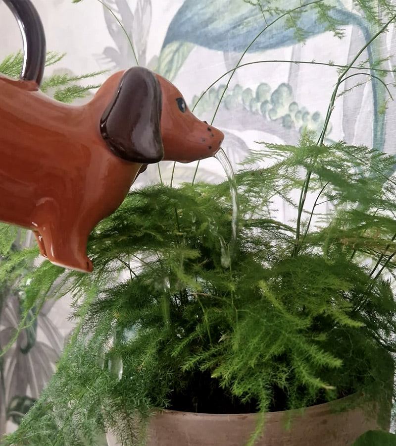 Annaffiatoio bassotto