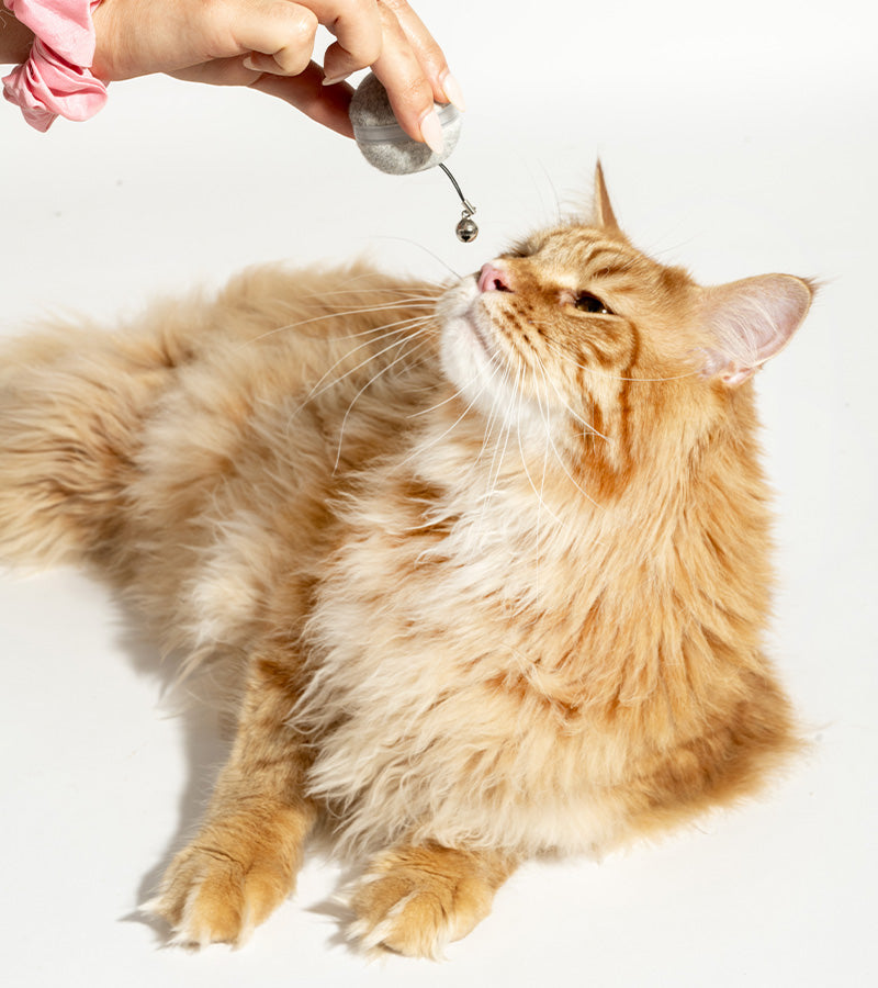 Balle interactive pour chats