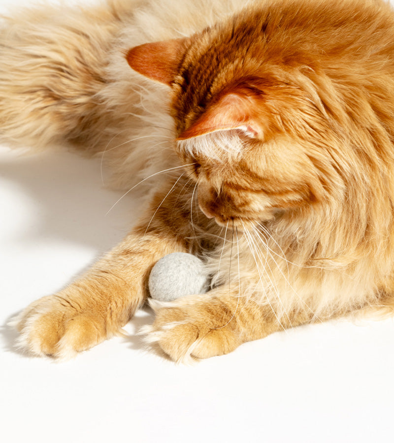 Palla interattiva per gatti