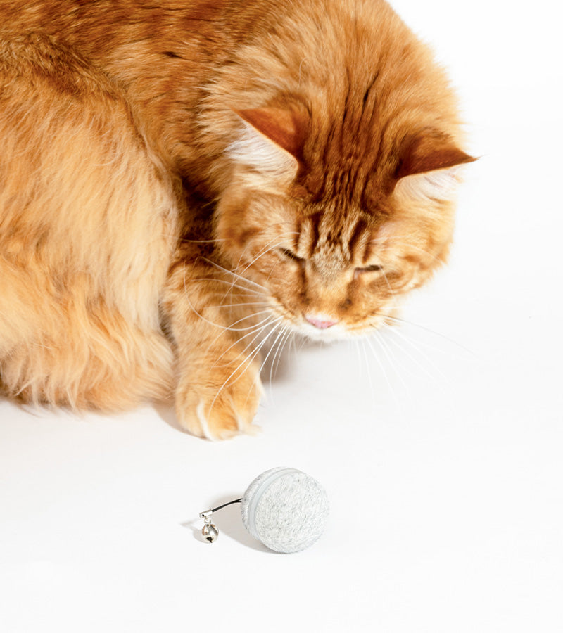 Palla interattiva per gatti