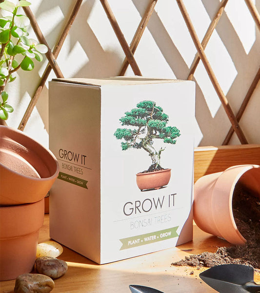 Kit per piantare bonsai