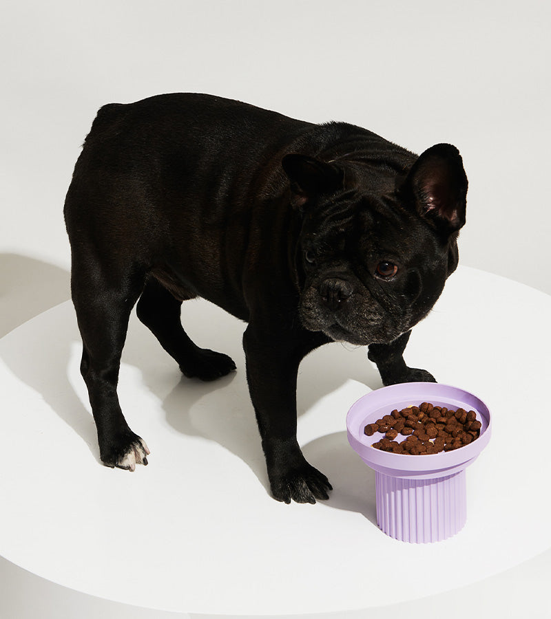 Gamelles surélevées design Assiette Lilas purrre