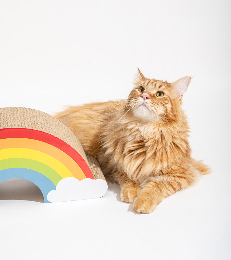 Tiragraffi arcobaleno per gatti