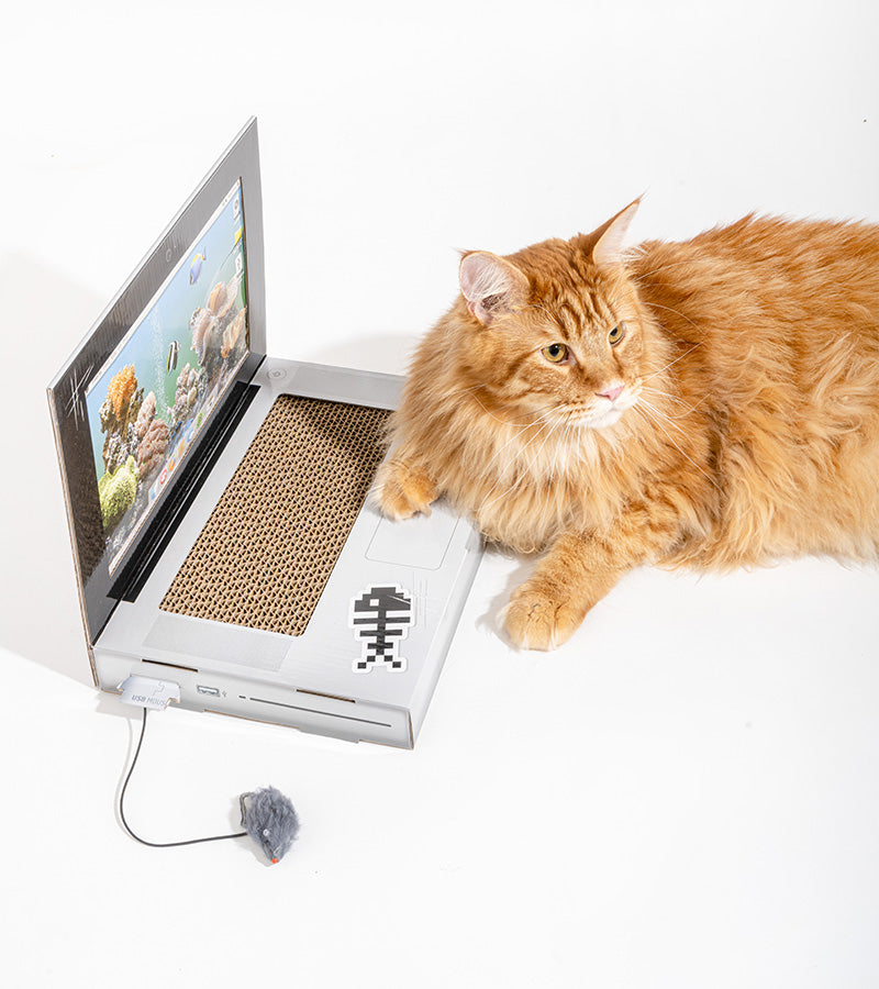 Griffoir ordinateur pour chats  suck uk