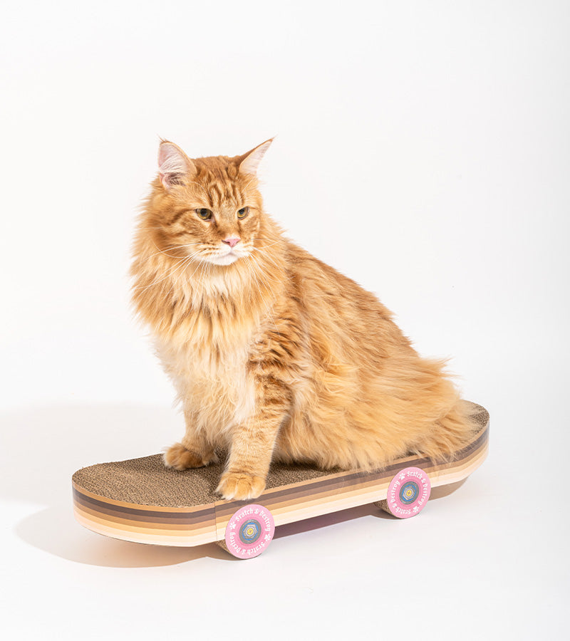 Griffoir skateboard pour chats  suck uk