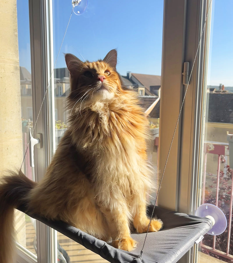 Hamac suspendu pour chat