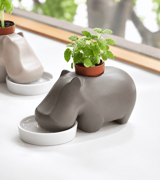 Pianta da coltivare a forma di ippopotamo Hippoplant