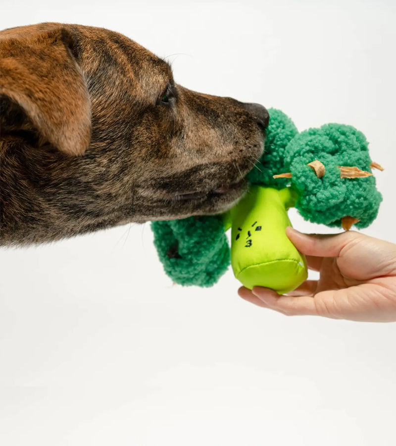 Jouet de flair pour chiens - Brocoli