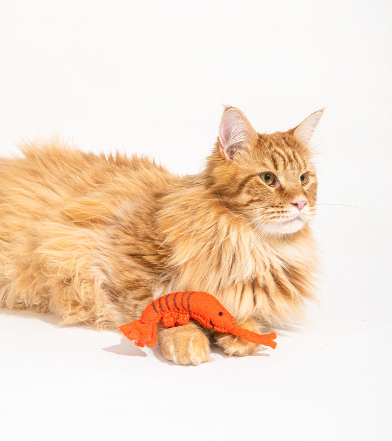 Jouet gourmand pour chats  Ware of the dog