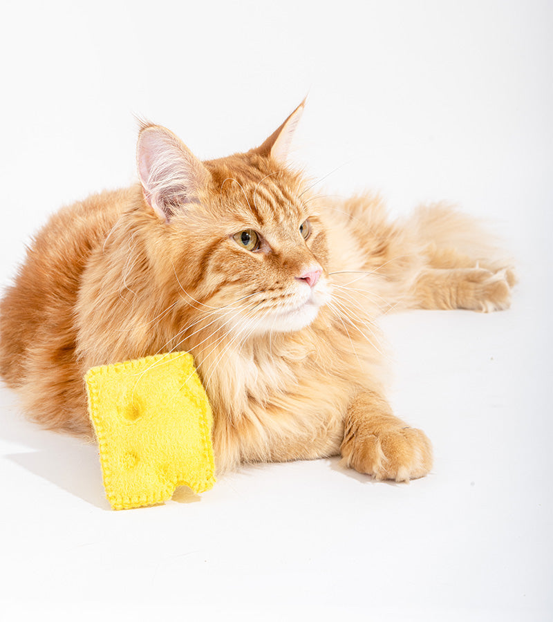 Jouet gourmand pour chats  Ware of the dog