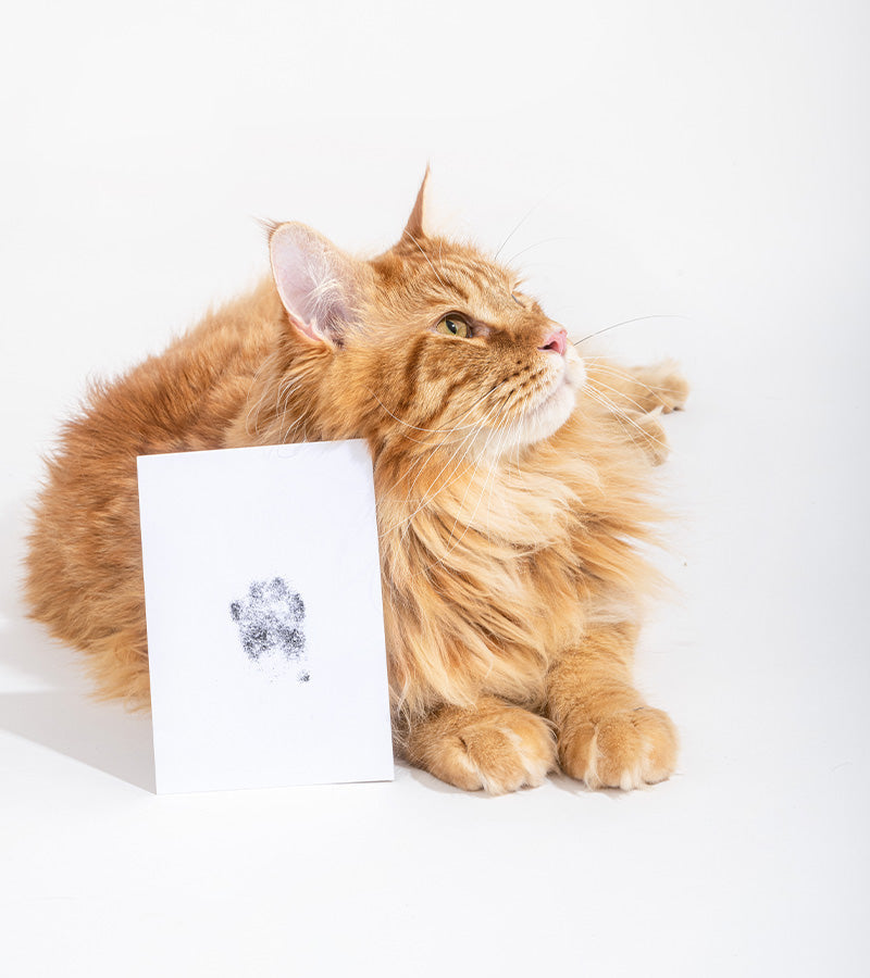 Kit di impronte di cani e gatti