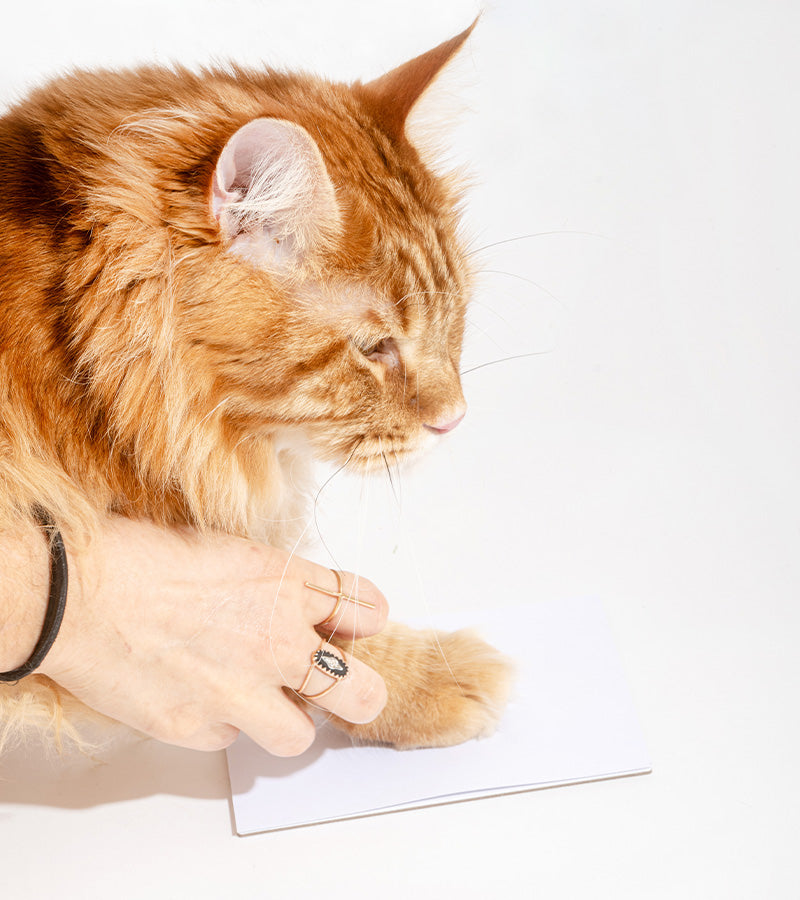 Kit di impronte di cani e gatti