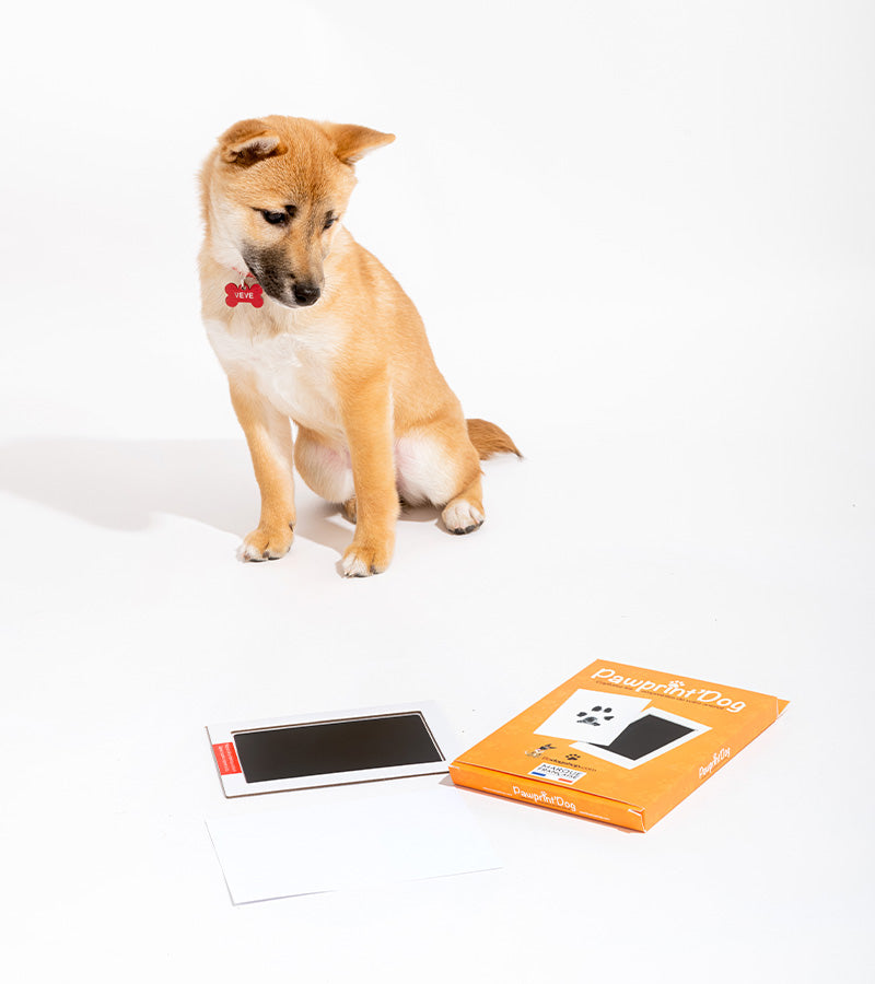 Kit di impronte di cani e gatti