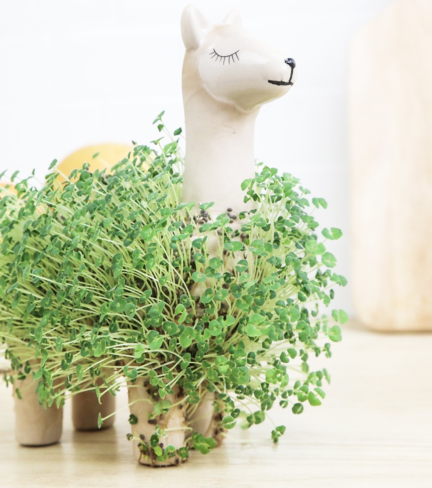 Lama Vegetale