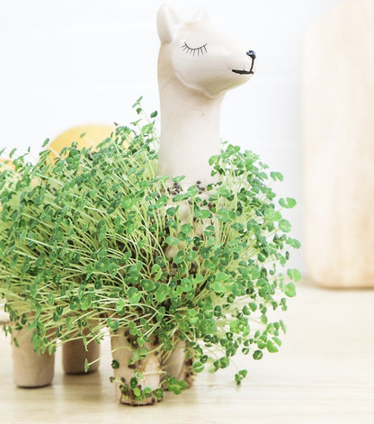 Lama à faire pousser 