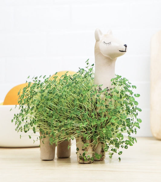 Il Lama Vegetale