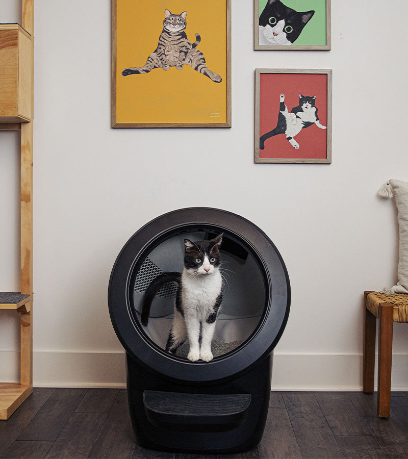 Litière autonettoyante - Litter-Robot 4  