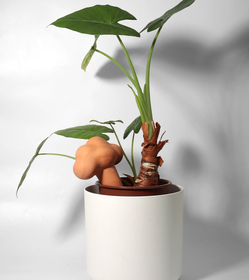 Irrigatore nuvola in terracotta