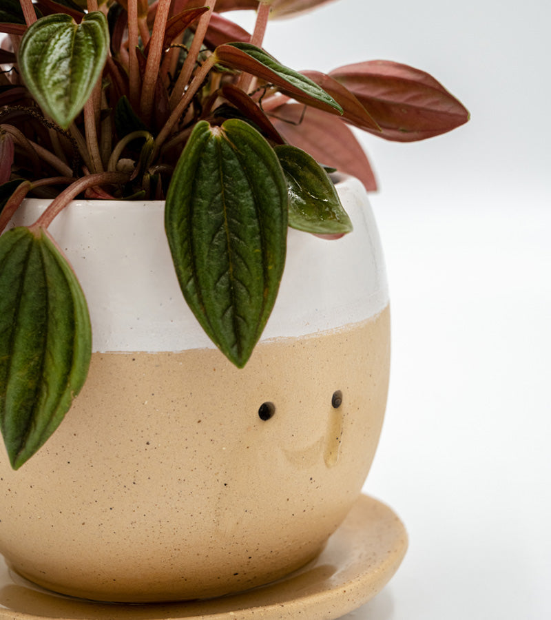 Pot à plante qui pleure (de joie) 