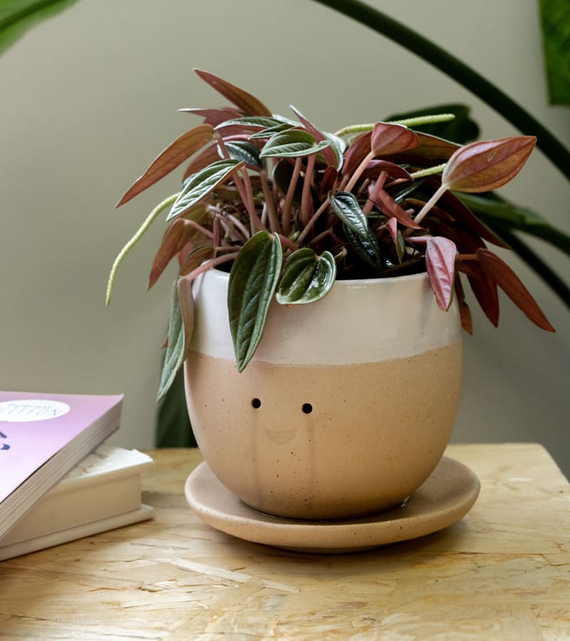 Pot à plante qui pleure (de joie) 