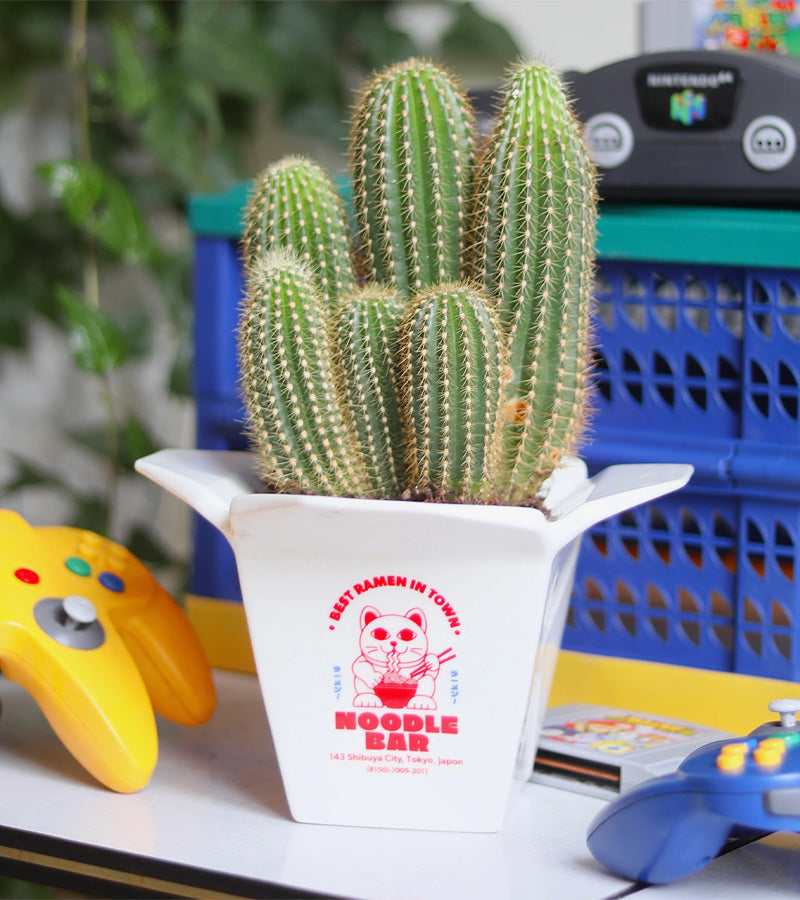 Pot à plantes Ramen