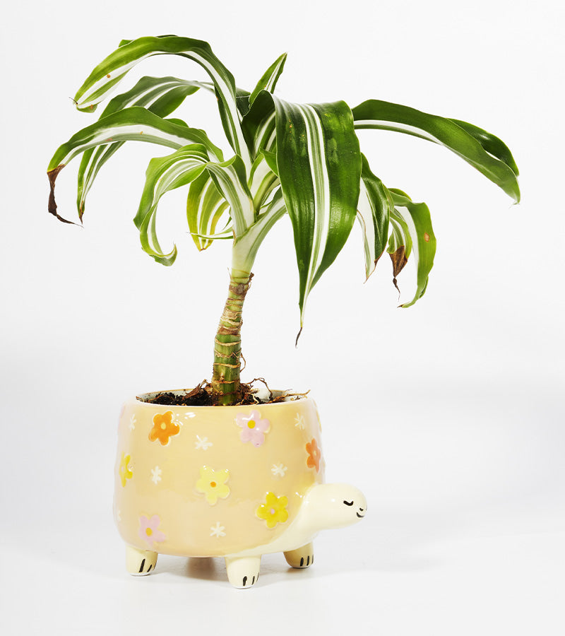 Pot à plantes tortue