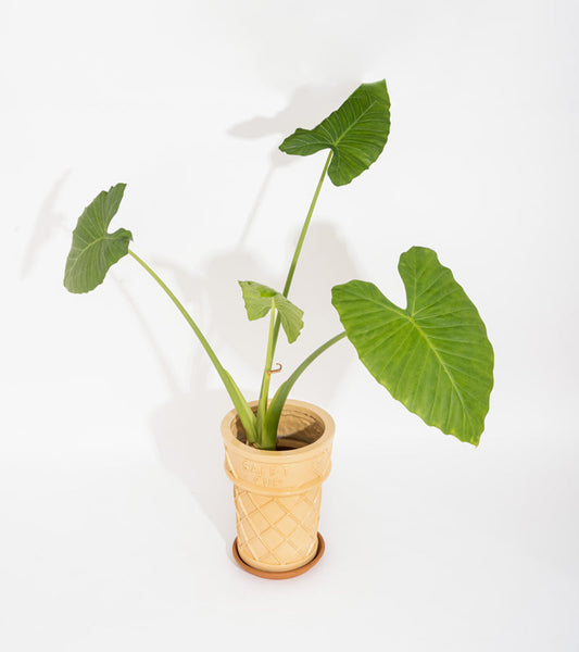 Vaso di fiori a forma di cono gelato