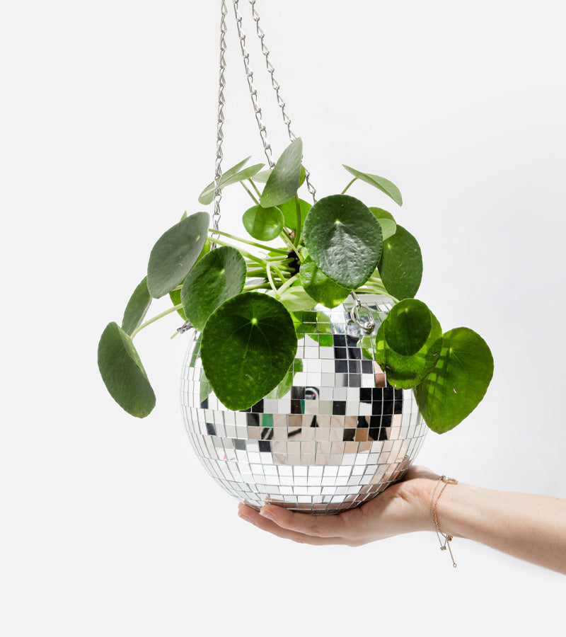 Pot de plantes disco boule à facettes  L'expressionist