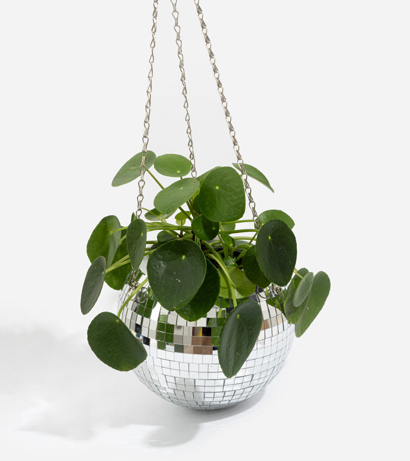 Pot de plantes disco boule à facettes  L'expressionist