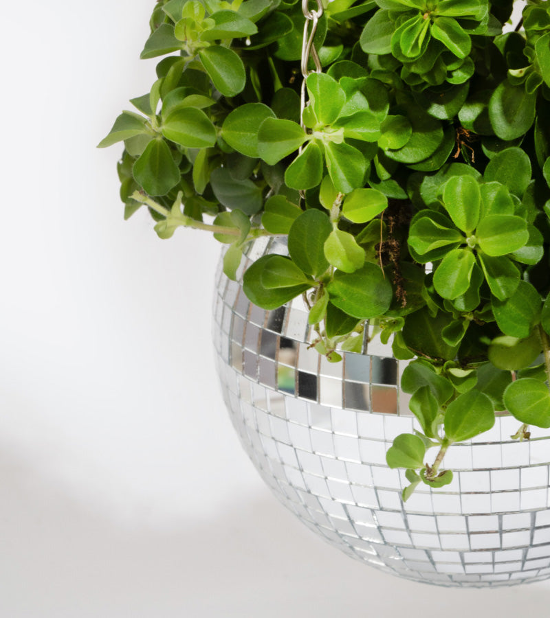 Pot de plantes disco boule à facettes  L'expressionist