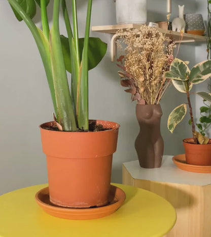 Gnomo annaffiatore in terracotta per piante