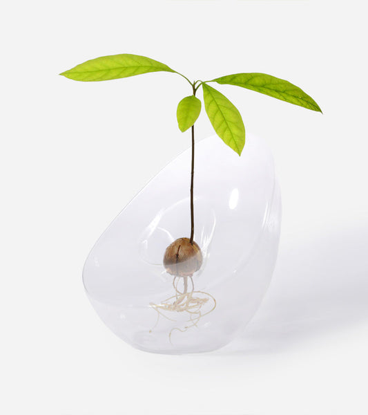 Vaso per germogliare il nocciolo d'avocado